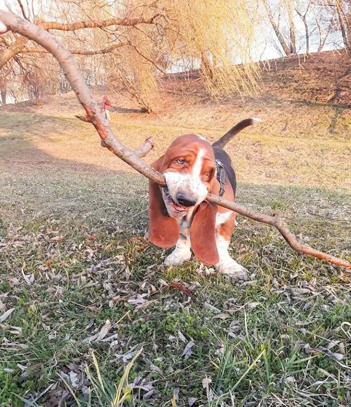 A Basset Hound with a branch in its mouth at the park