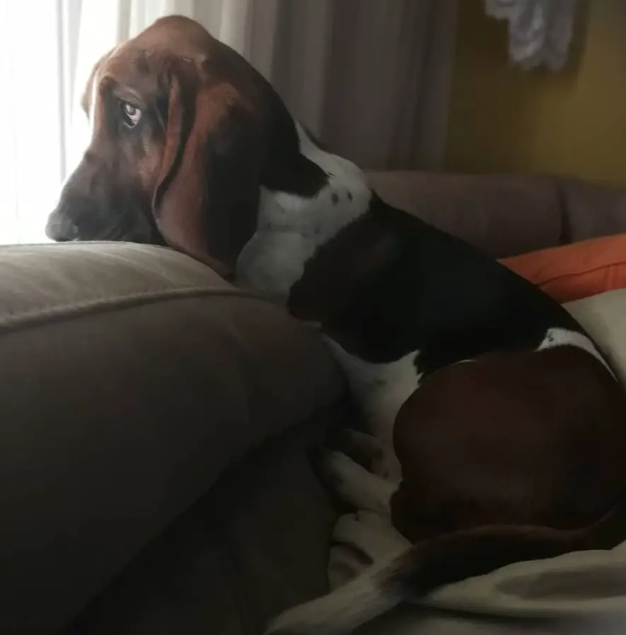 A Basset Hound sitting on the couch while looking outside the window with its sad face
