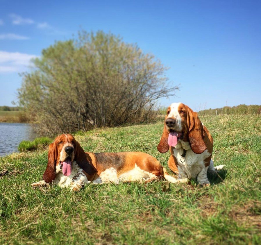 two Basset Hound sitting on the grass by the lake