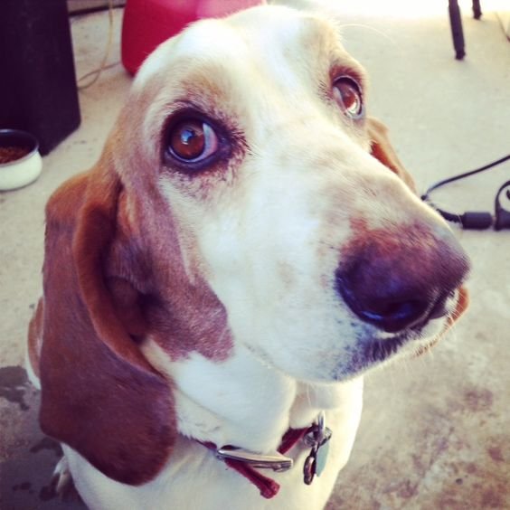 A Basset Hound sitting on the floor with its begging face