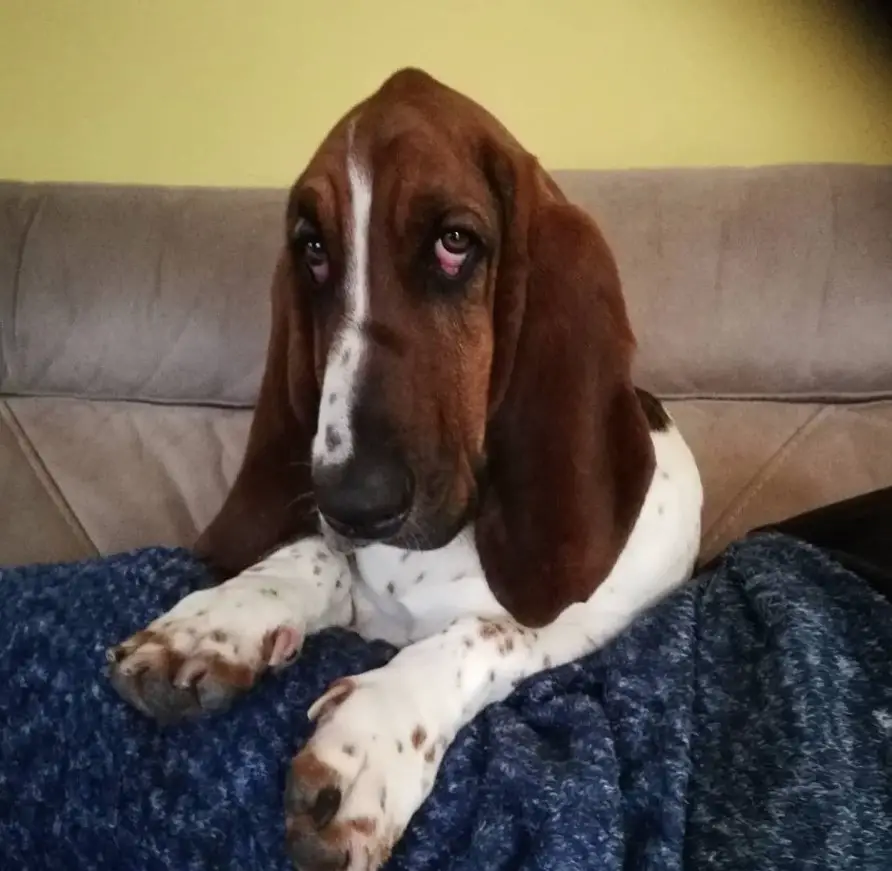 A Basset Hound lying on the side of a woman lying on the couch