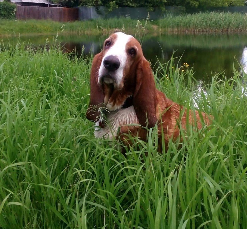 A Basset Hound sitting on the grass in the lake
