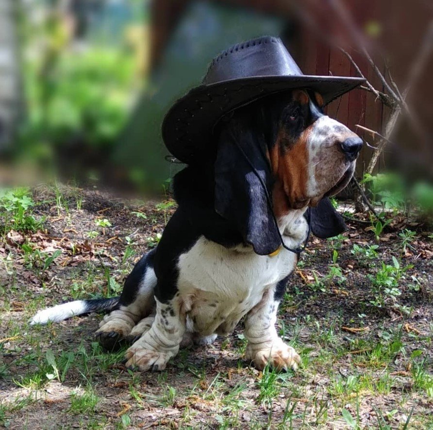 A Basset Hound sitting on the ground while wearing a cowboy hat and looking sideways