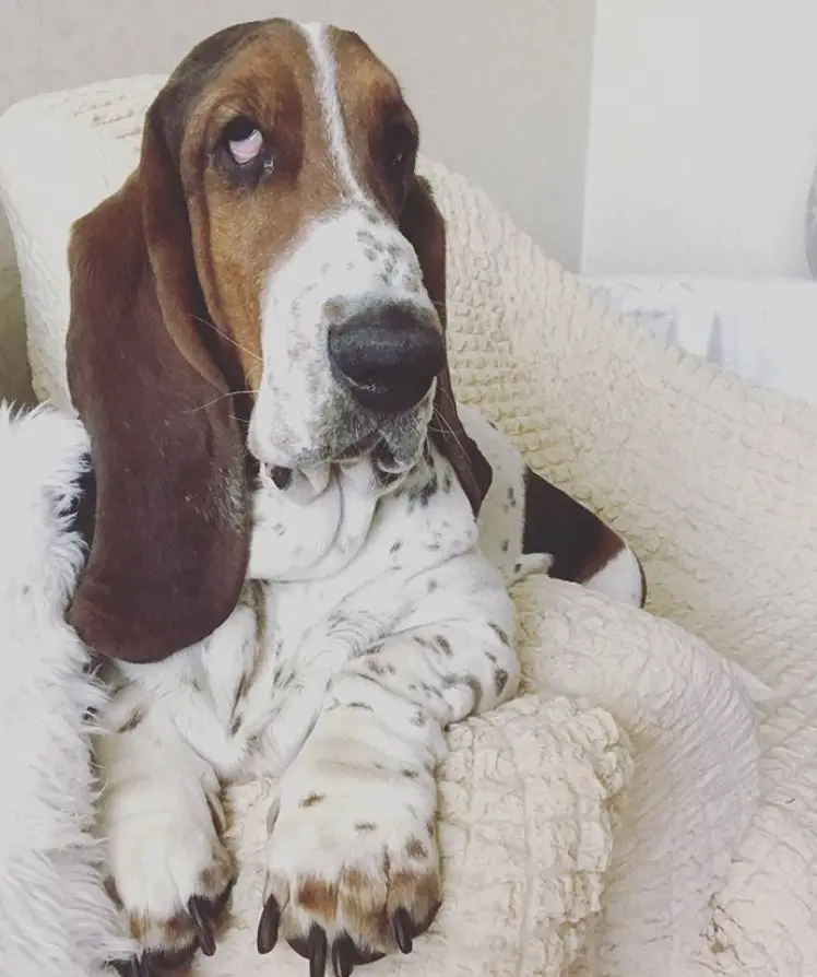 A Basset Hound sitting on the couch with its sad face