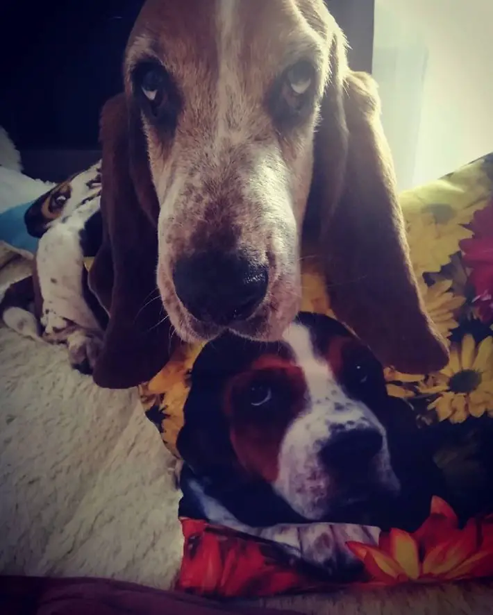 A Basset Hound lying on the couch while looking up with its sad face