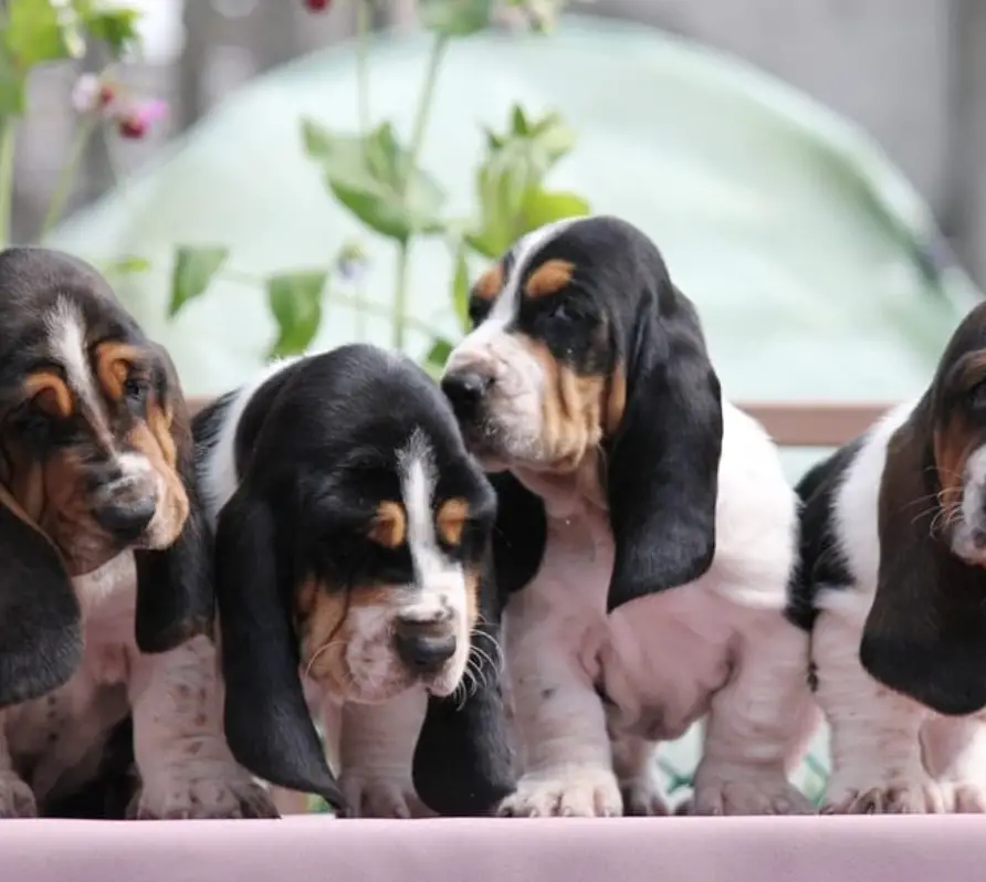 four Basset Hound sitting on the bench