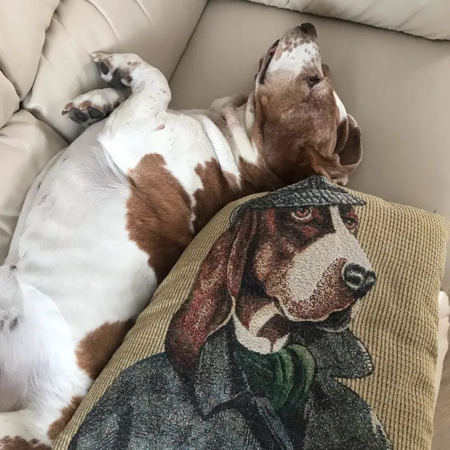 Basset Hound lying on the couch next to the pillow printed with its face
