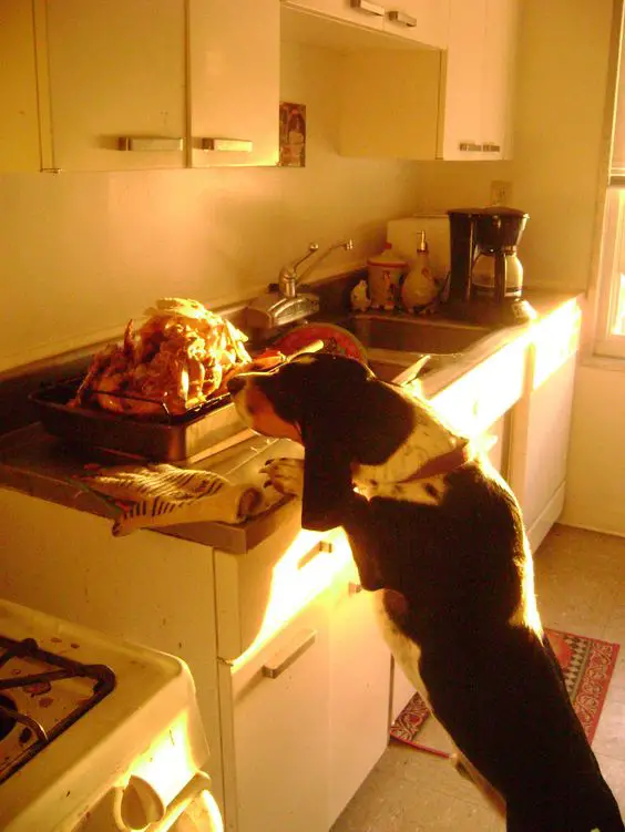 A Basset Hound smelling the chicken on top the counter in the kitchen