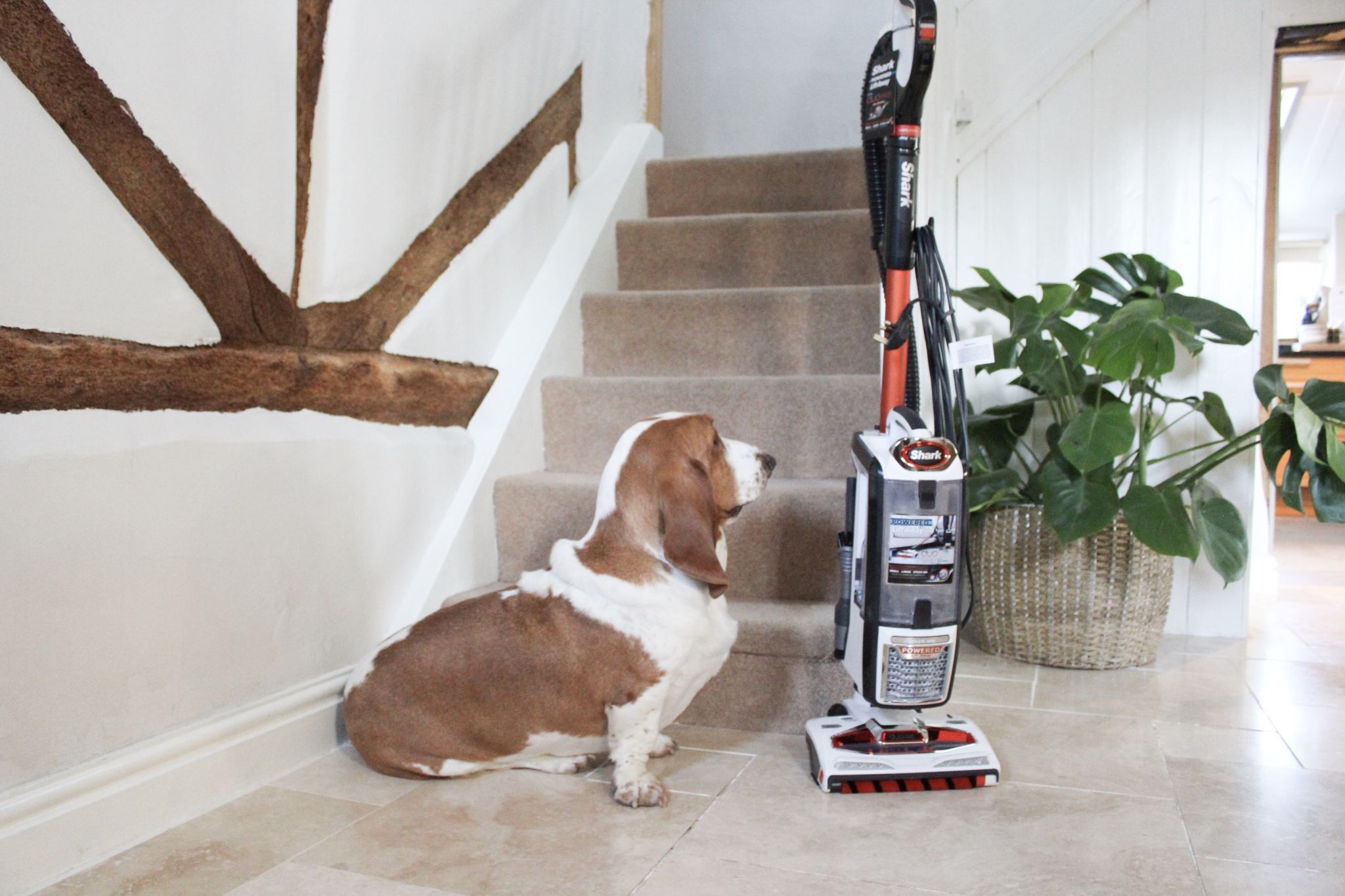 A Basset Hound sitting on the floor going to stairway in front of the vacuum