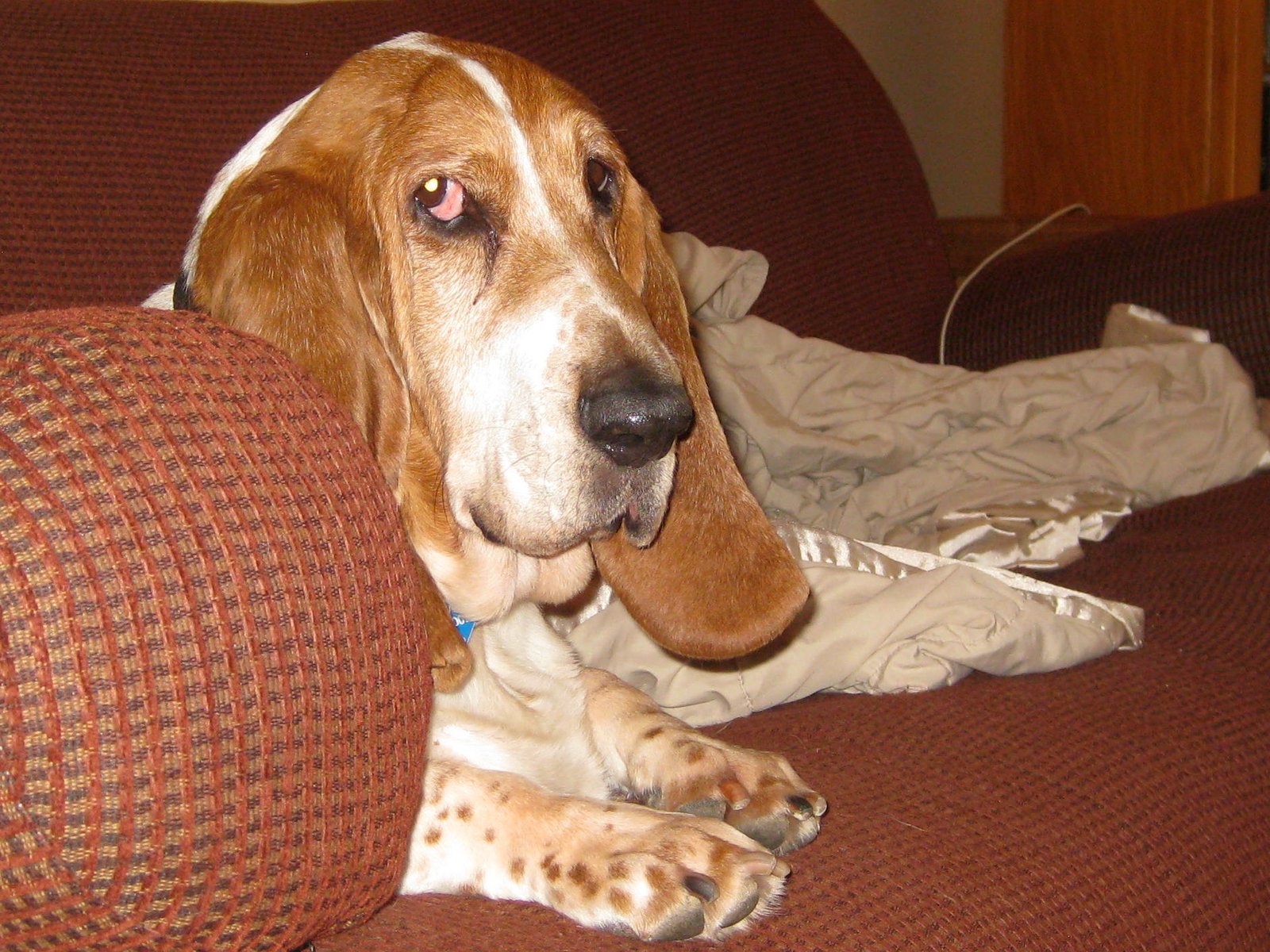 A Basset Hound lying on the couch at night