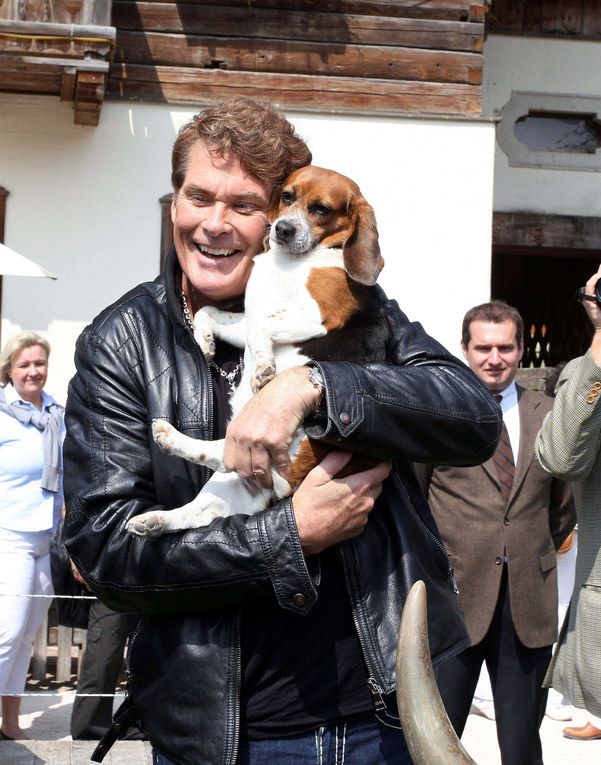 David Hasselhoff walking while hugging his Beagle