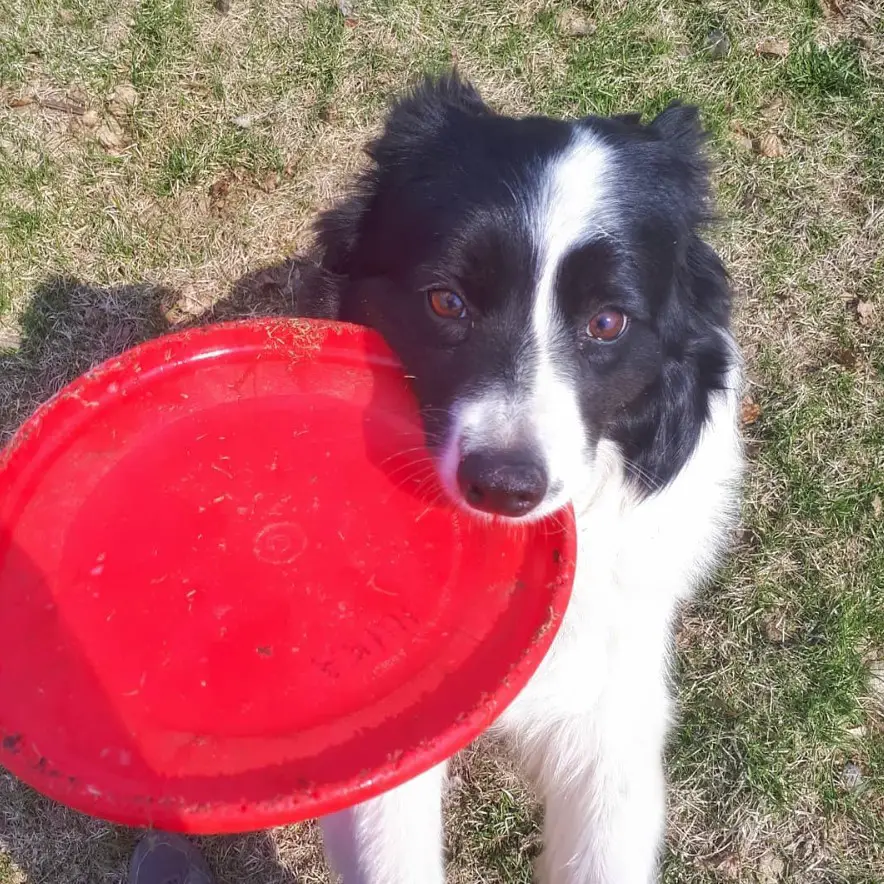 A Border Collie sitting on the grass with a red frisbee with its mouth