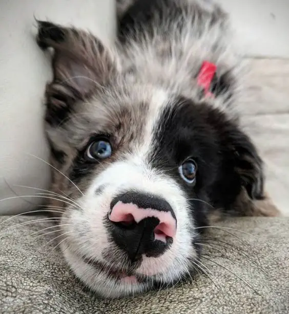 A Border Collie lying on the couch with its begging face