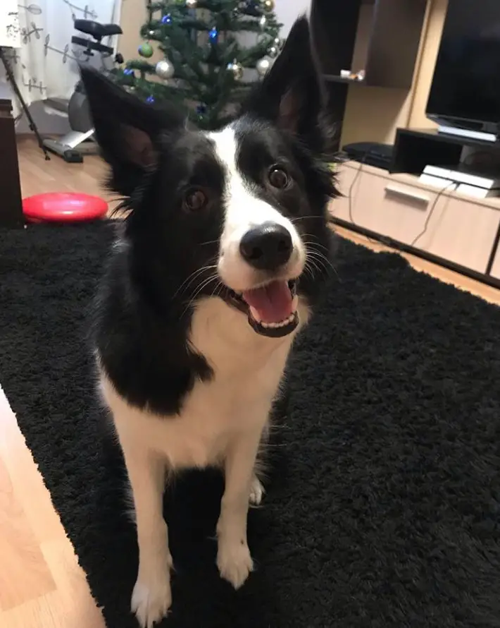 A Border Collie sitting on the carpet while smiling