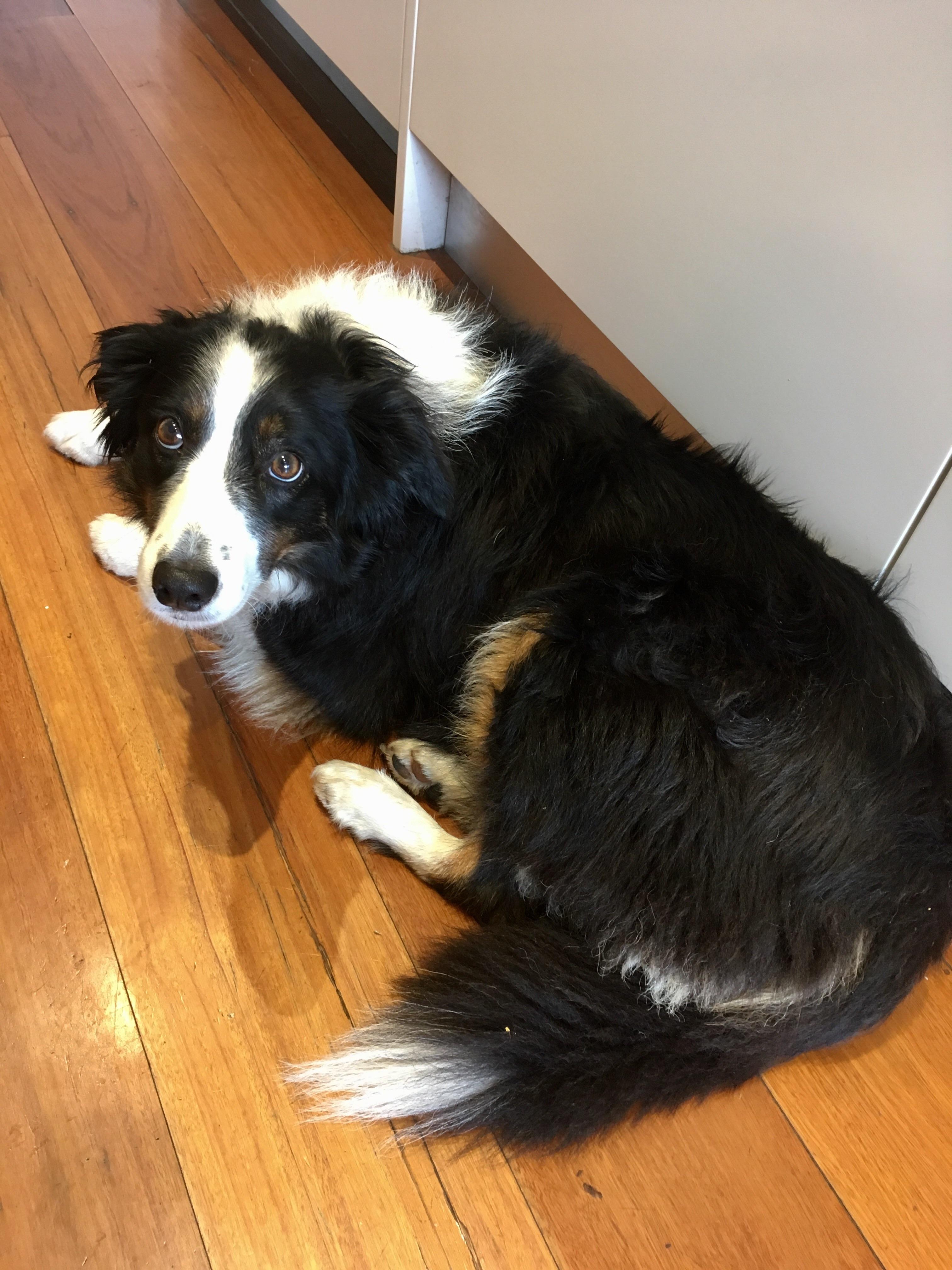 A Border Collie lying on the wooden floor