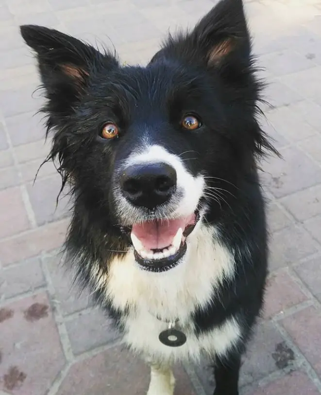 A Border Collie sitting on the pavement while smiling