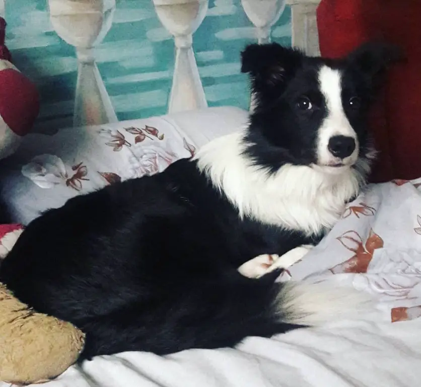 A Border Collie lying on the bed