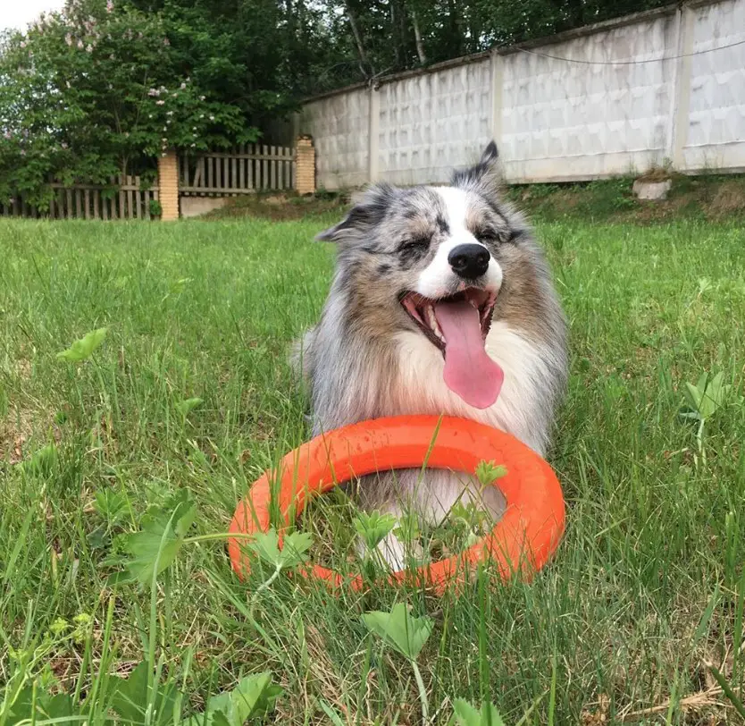 A Border Collie lying on the grass with an orange ring toy