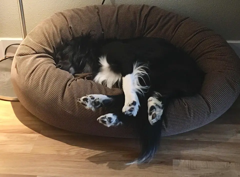 A Border Collie sleeping on the bed