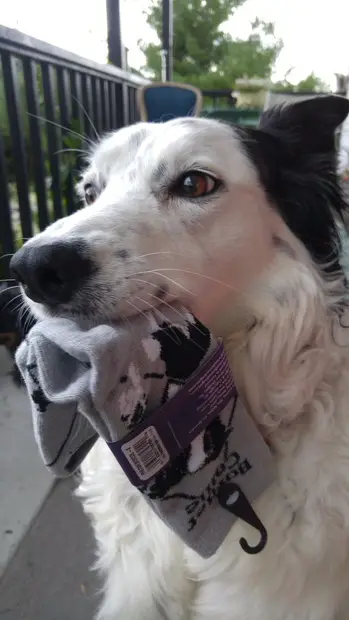 A Border Collie in the balcony with a socks in its mouth
