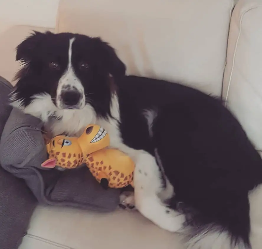 A Border Collie lying on the bed with a giraffe stuffed toy