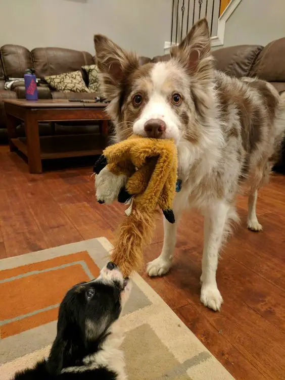 A Border Collie standing on the floor sharing a toy with a Border Collie puppy lying on the carpet