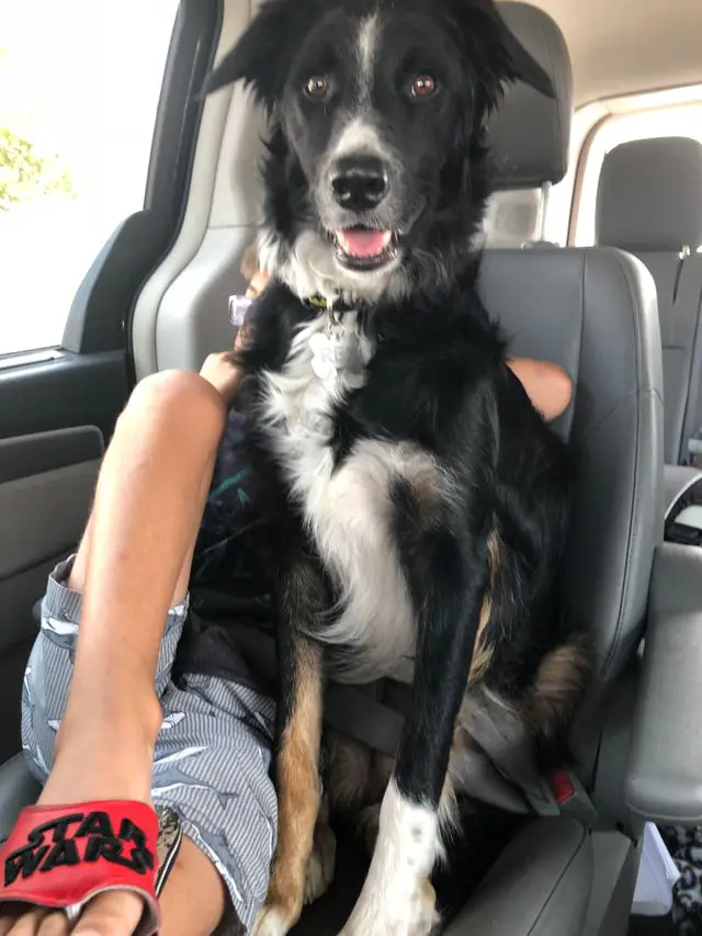 A Border Collie sitting next to the kid in the passenger seat inside the car