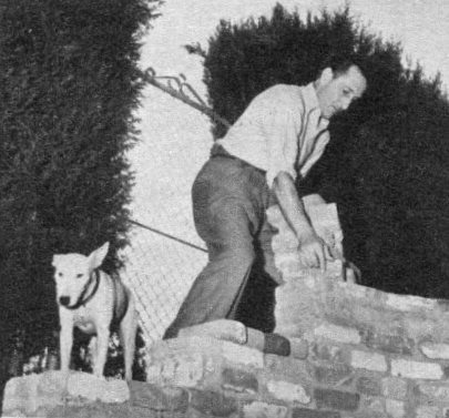 Basil Rathbone on top of the bricks with his Bull Terrier