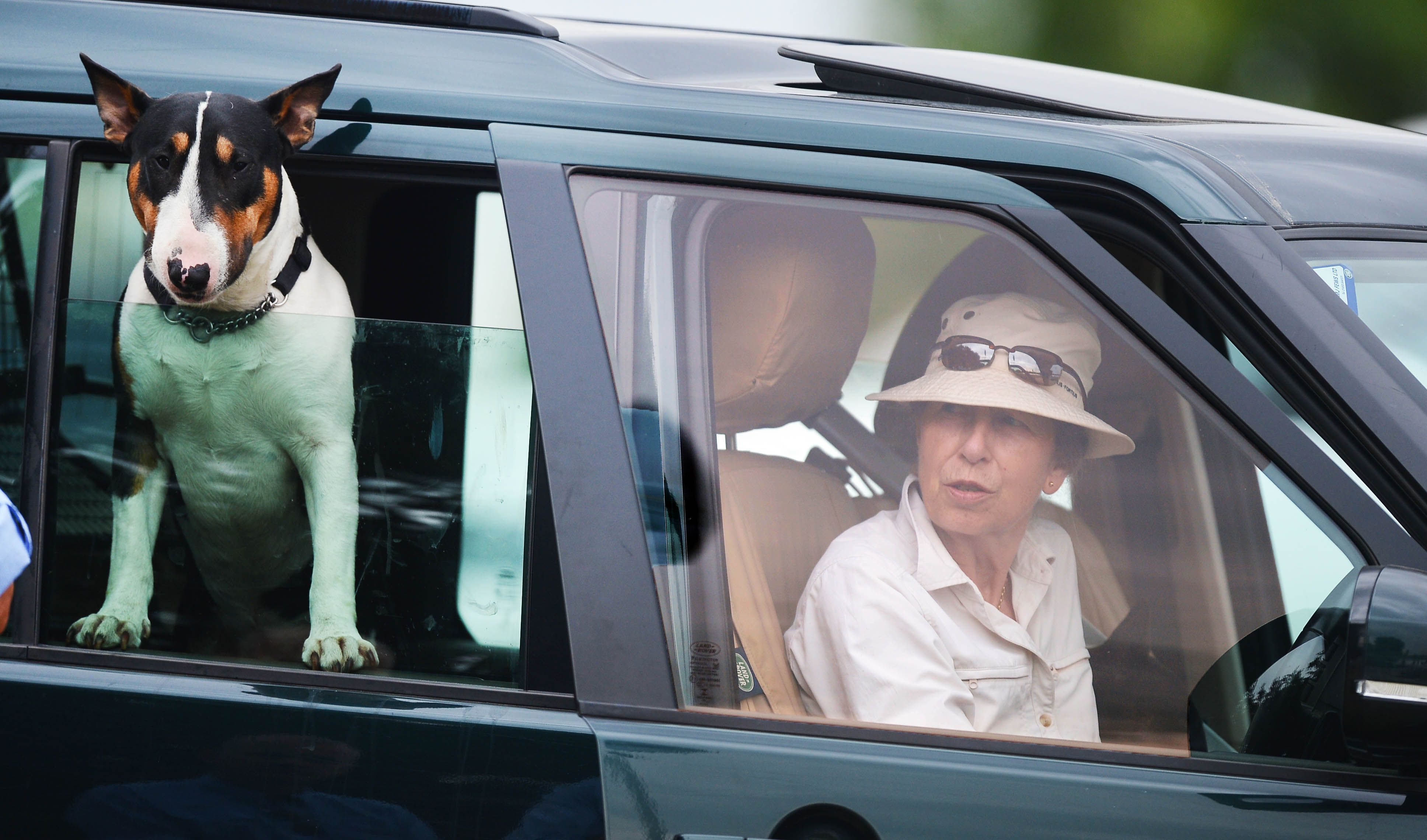 Princess Anne inside the sitting in the passenger seat while her Bull Terrier is standing up by the window in the backseat