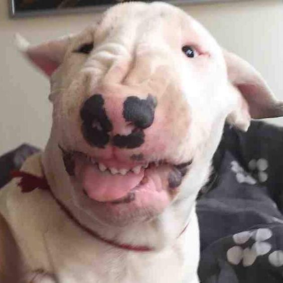Bull Terrier with its tongue sticking out