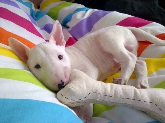 Bull Terrier puppy lying on the bed with its bone toy