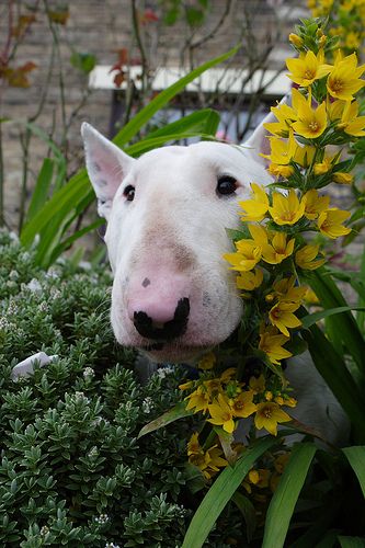 Bull Terrier behind the flowers in the garden