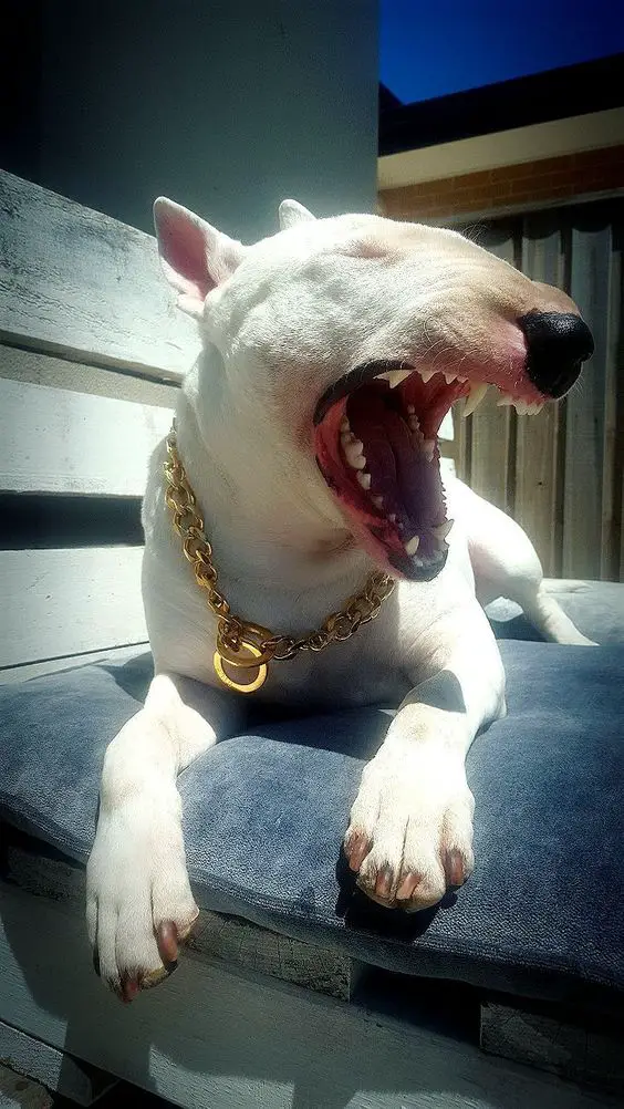 Bull Terrier yawning while lying on top of its pillow outdoors