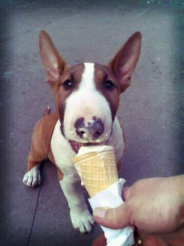 Bull Terrier puppy sitting on the ground while licking its icecream