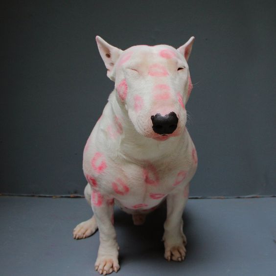 white Bull Terrier with kiss marks on its face and body