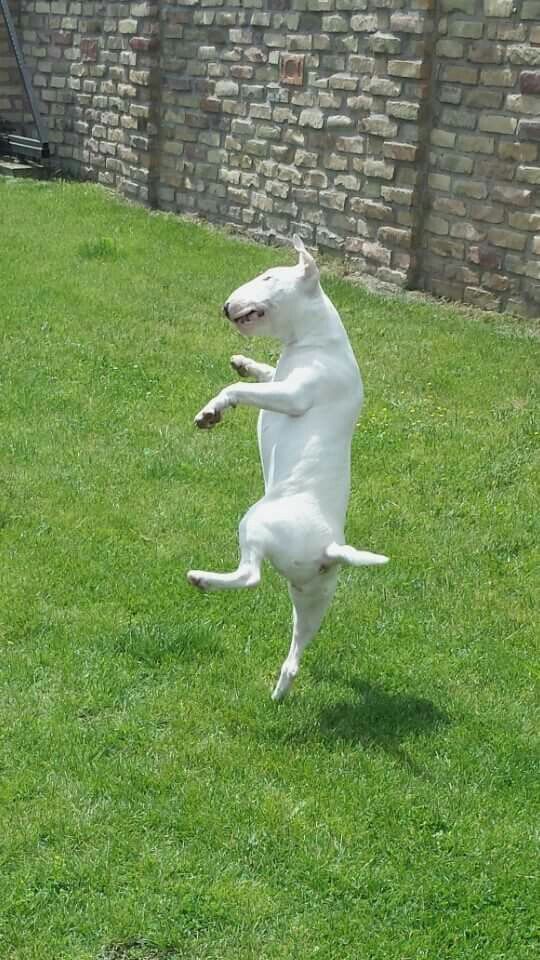 white Bull Terrier standing on the yard