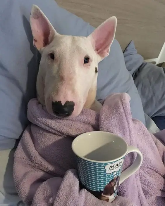 Bull Terrier wearing a bathrobe with a cup in its hands
