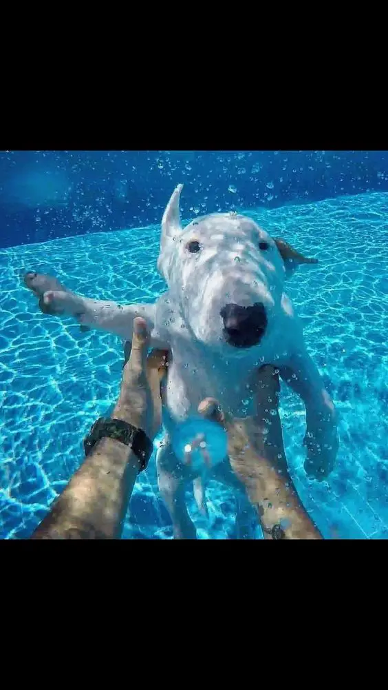 Bull Terrier under the water