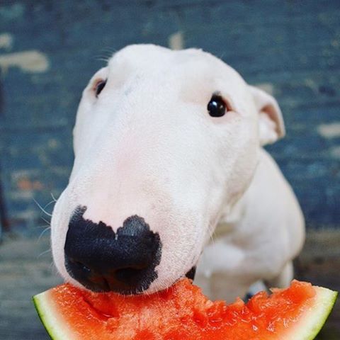 white Bull Terrier eating watermelon