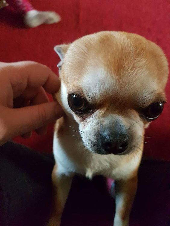 An angry faced Chihuahua standing up leaning on the couch while being touched by a man