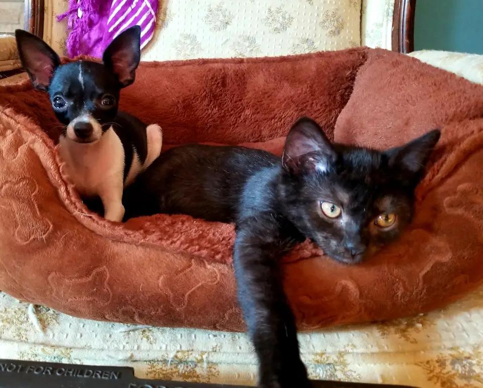 Chihuahua lying on the bed with a cat