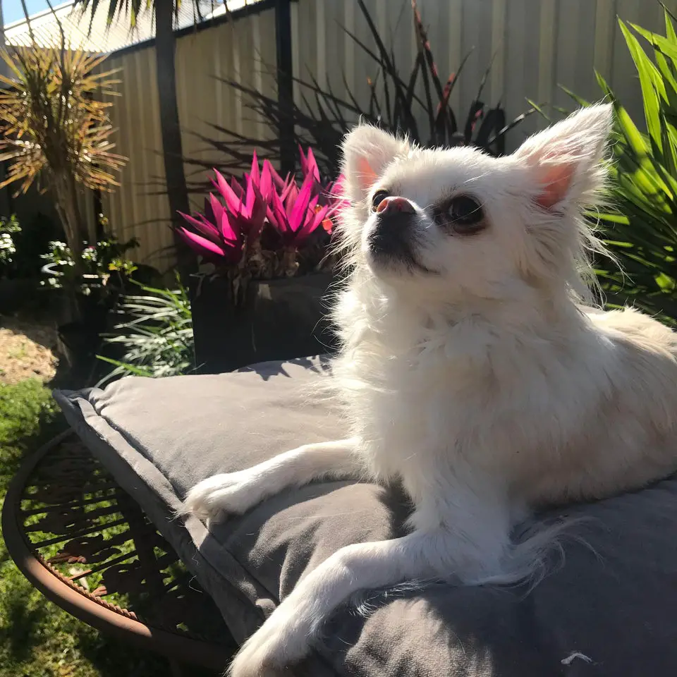 Chihuahua in the garden lying on its mattress
