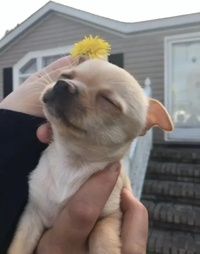 hand holding a sleeping Chihuahua dog