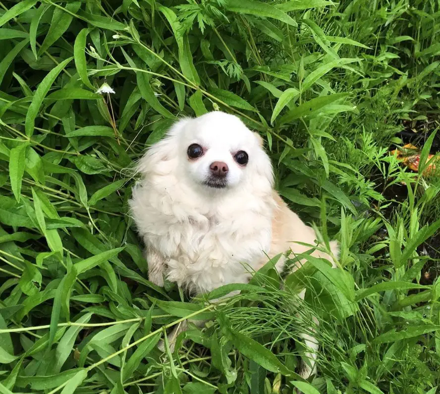 A cream Chihuahua lying in the grass