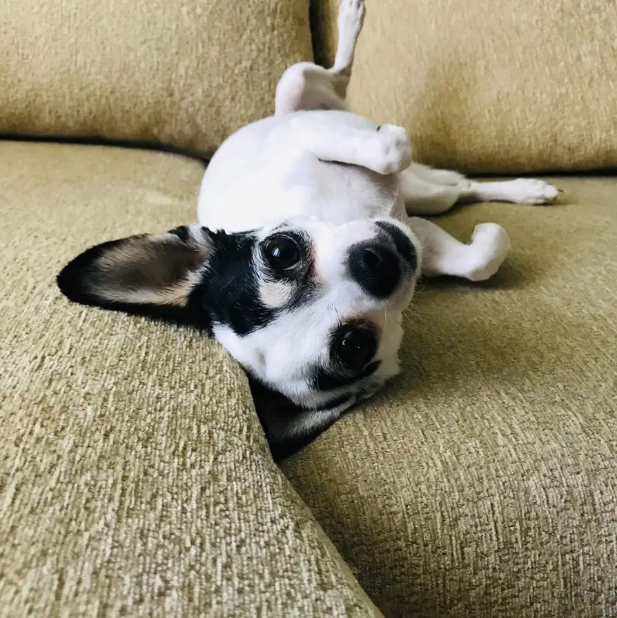 A Chihuahua lying on the couch