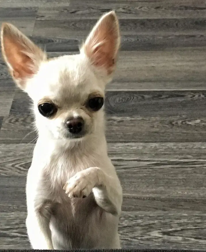 white Chihuahua standing up on the floor with its begging face