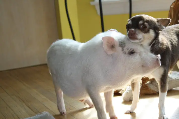 A Chihuahua standing on the floor with its face on top top of a pigs forehead standing in front of her