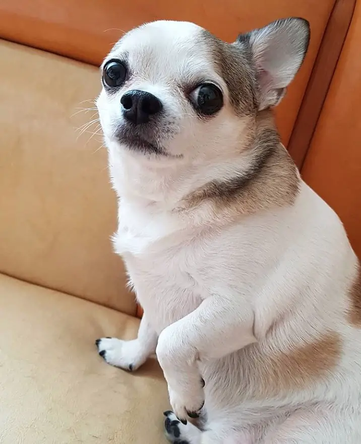 A Chihuahua sitting on the couch