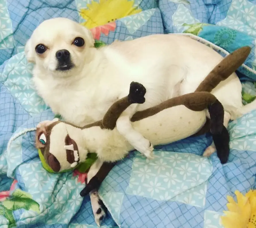 A white Chihuahua lying on its bed while hugging its squirrel stuffed toy