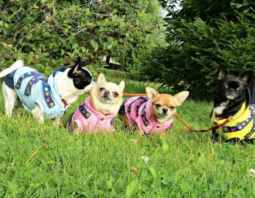 four Chihuahua in their jacket standing on the grass